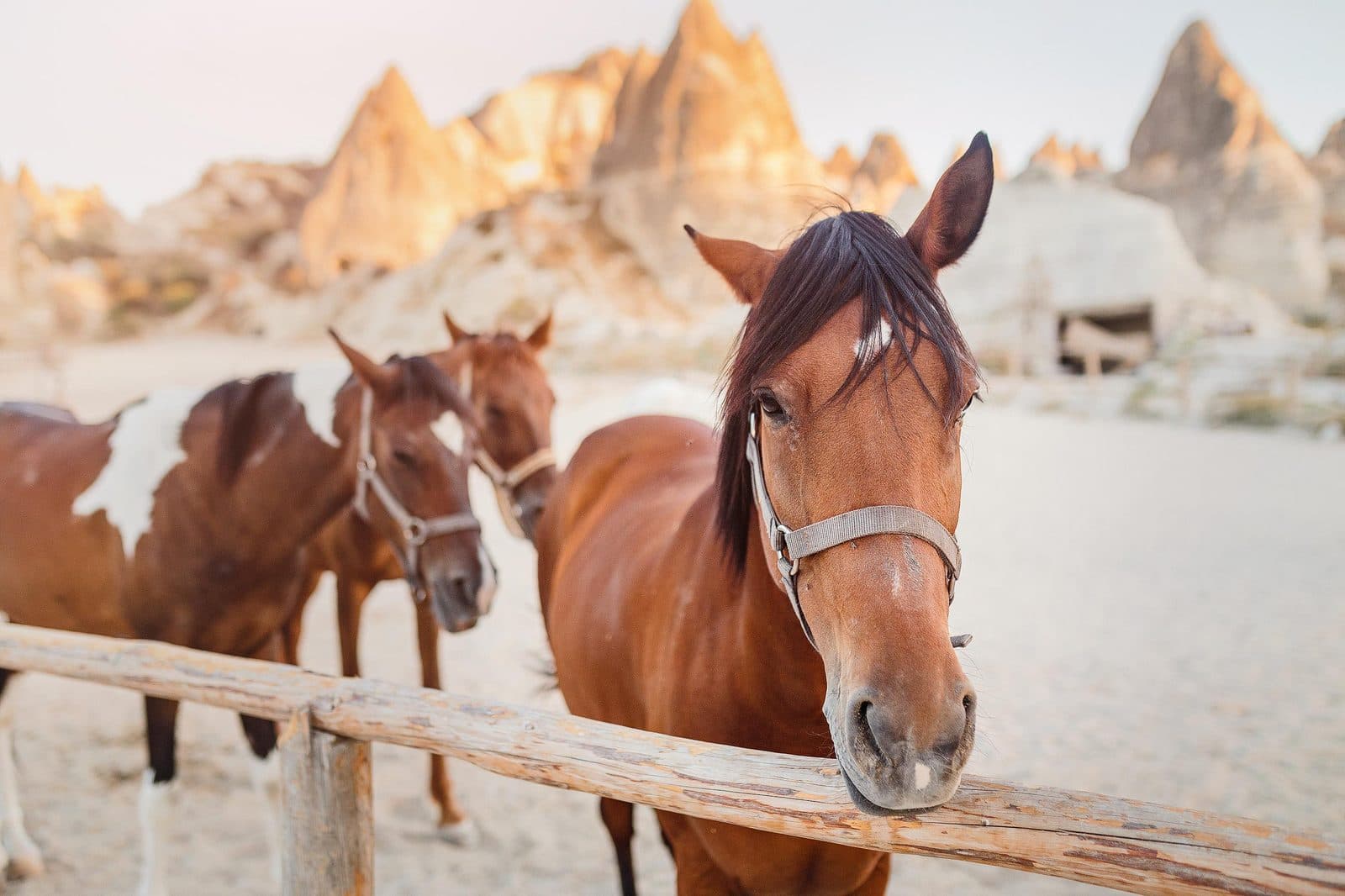 Horses at a wooden rail, one brown horse close to the camera. Fairy Chimney Horse Ride, arranged from The Owl Cave Hotel in Göreme, Cappadocia.