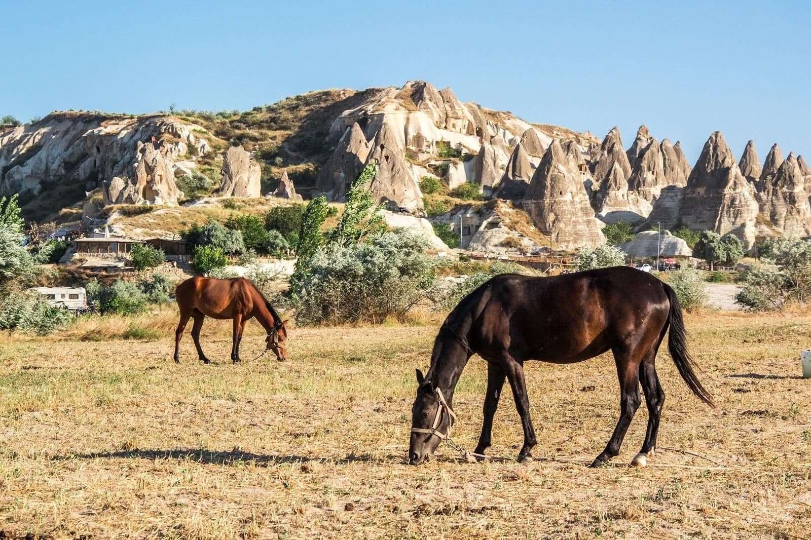 Two horses grazing in a valley of fairy chimneys. Sunrise Balloon and Cappadocia Day, arranged from The Owl Cave Hotel in Göreme, Cappadocia.