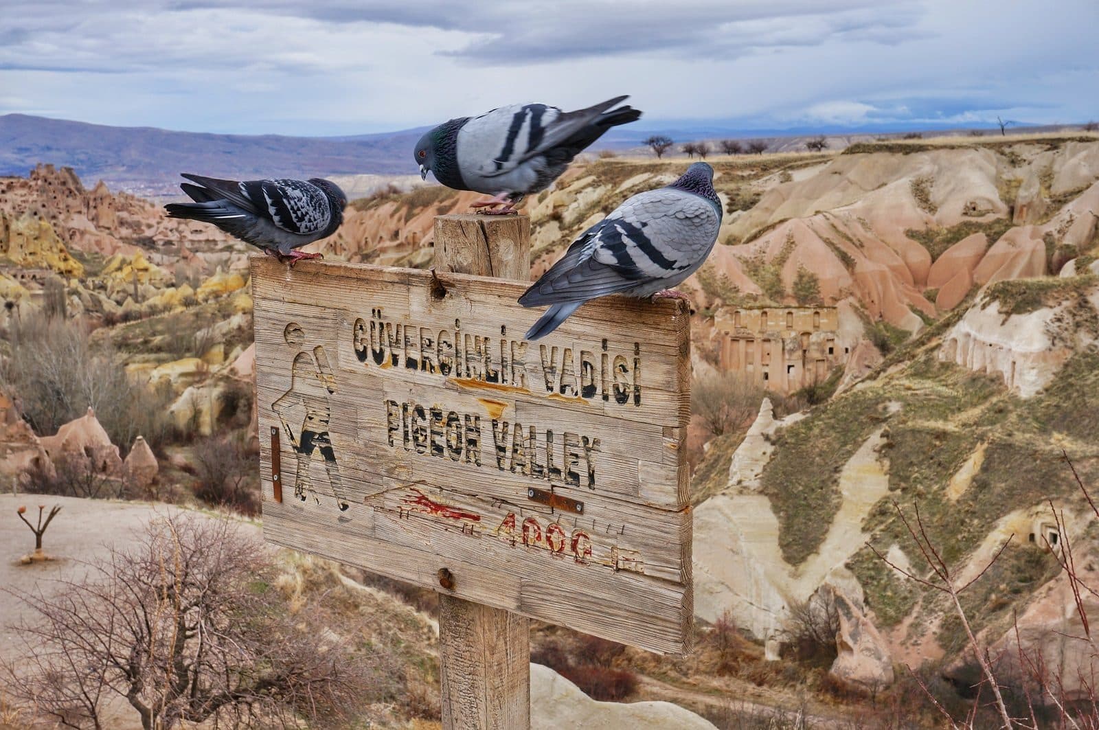 Pigeons perched on a wooden Pigeon Valley sign. Sunrise Balloon and Cappadocia Day, arranged from The Owl Cave Hotel in Göreme, Cappadocia.
